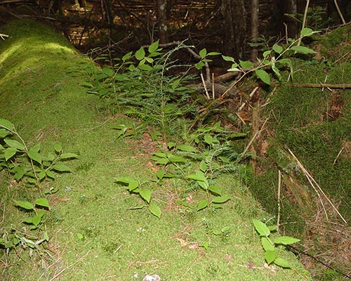 Nurse Log